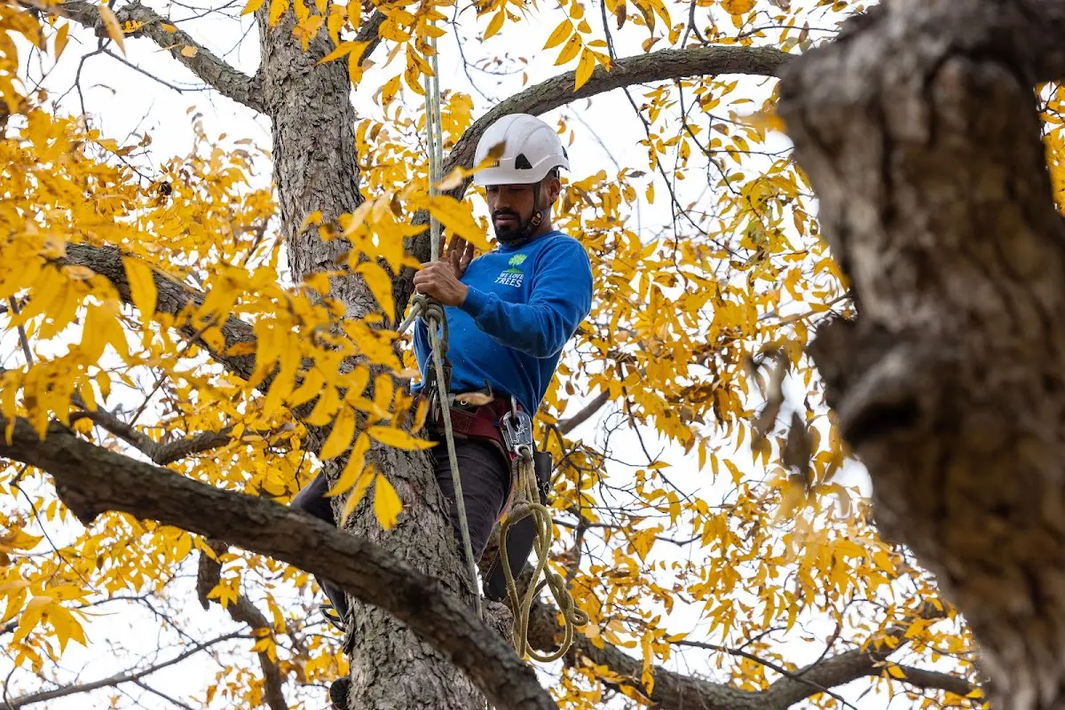 Skilled Tree Pruning crew working in Lake Isabella